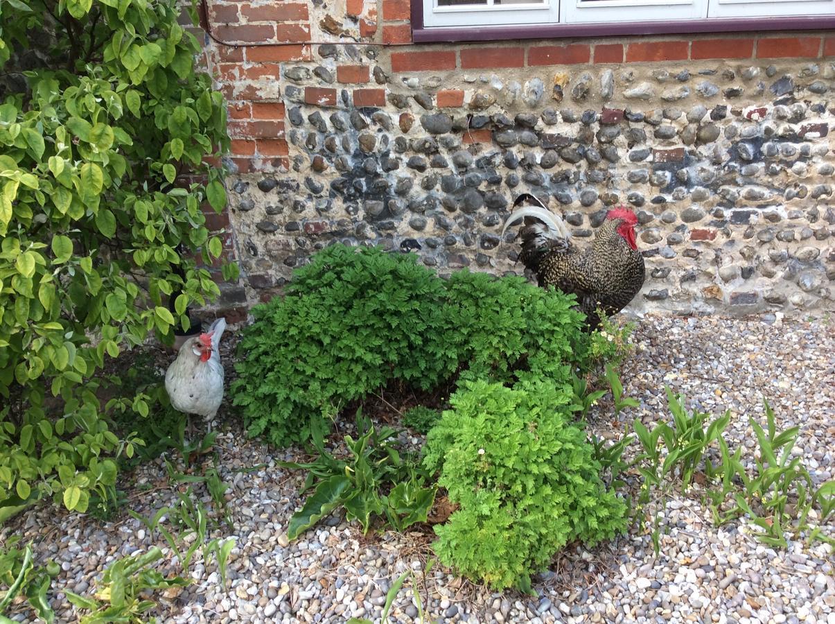 Sidney House Farm Bed & Breakfast Saxlingham Dış mekan fotoğraf